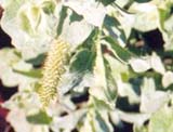 Salix lanata